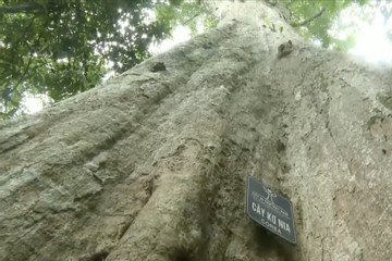 Công nhận quần thể 162 cây di sản Việt Nam tại rừng Mã Đà (Bình Phước)
