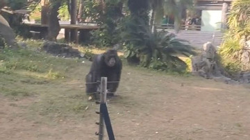 Video tinh tinh ở sở thú nổi giận, ném chai nước khiến du khách bị thương
