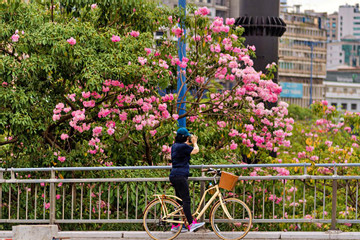 Những con đường hoa kèn hồng nở rộ đẹp mê mẩn ở TP.HCM