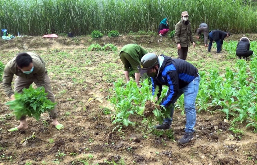 Những vụ trồng cây thuốc phiện trong vườn nhà lớn nhất Việt Nam