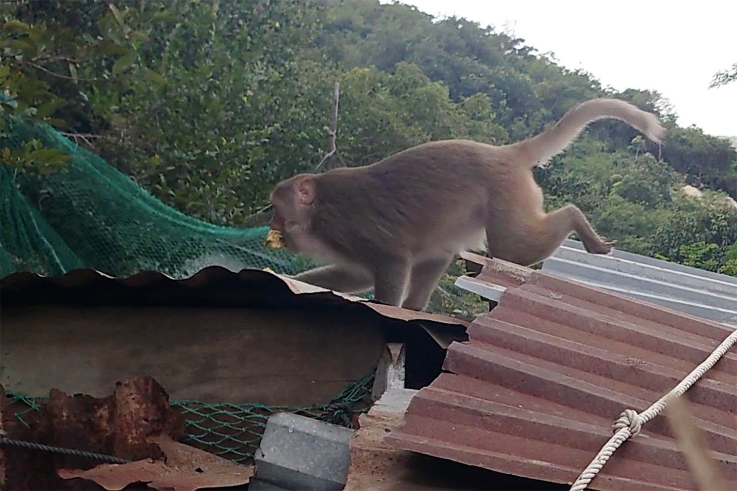 Нашествие обезьян в таиланде. Город обезьян. Обезьянки в Тайланде. Обезьяна в домике. Обезьяна ворует.