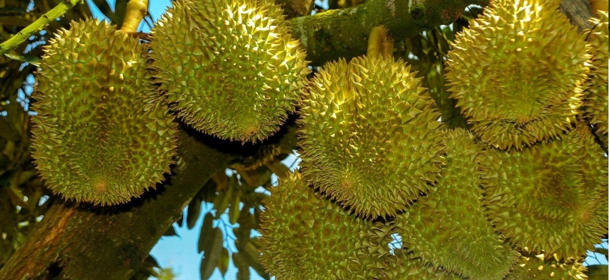 Farmers warned not to expand durian, dragon fruit cultivation areas