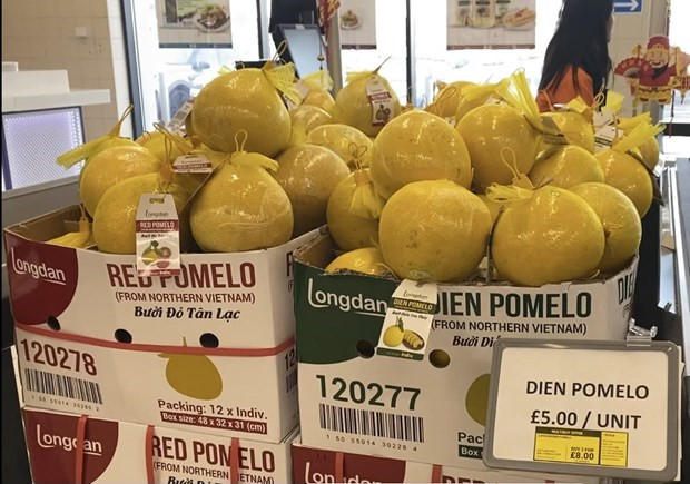 First batch of ‘Dien’ pomelos exported to UK