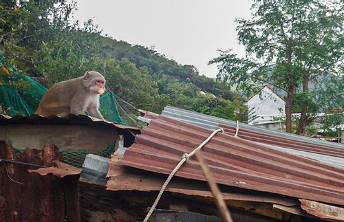 Troop of 200 monkeys raid residential areas in Khanh Hoa