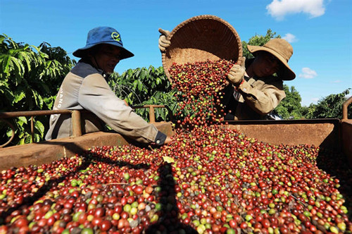 Low coffee prices dog VN's coffee exporters