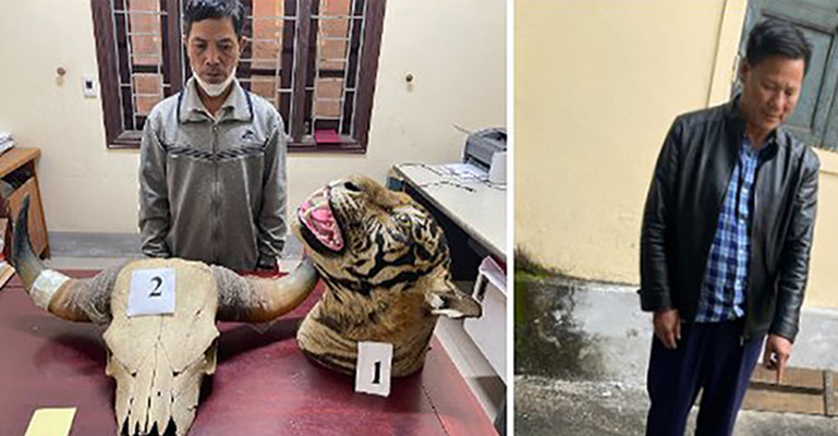 Bắt 3 đối tượng mua bán 9 bộ da hổ ở Nghệ An