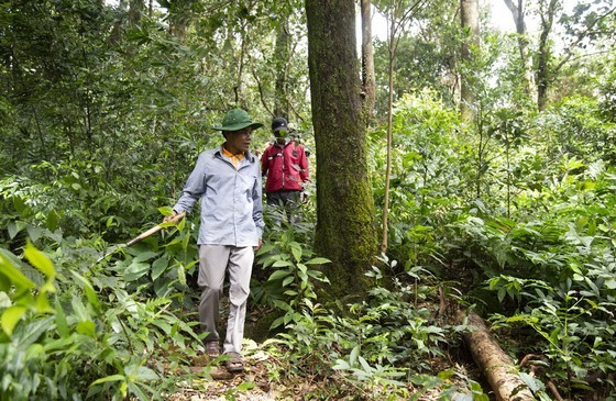 First community forest in Vietnam to be granted international certificate ảnh 2