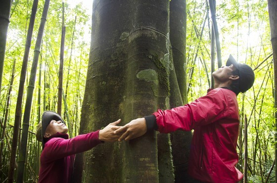 First community forest in Vietnam to be granted international certificate  ảnh 1