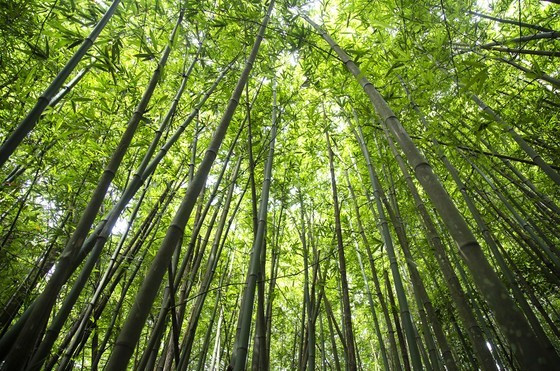 First community forest in Vietnam to be granted international certificate  ảnh 3