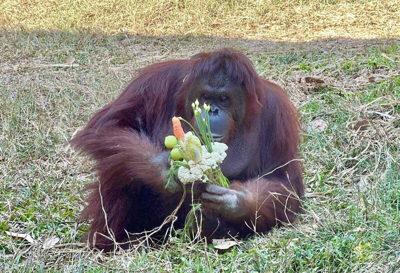 Bó hoa Valentine 'cực chất' dành cho động vật trong sở thú