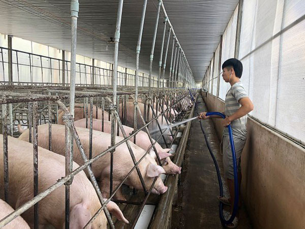 Pig farming industry struggles to overcome challenges