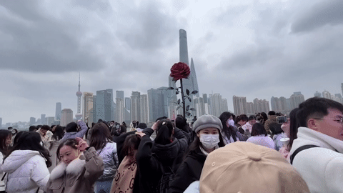Tượng hoa hồng khổng lồ thu hút người dân chụp ảnh dịp Valentine