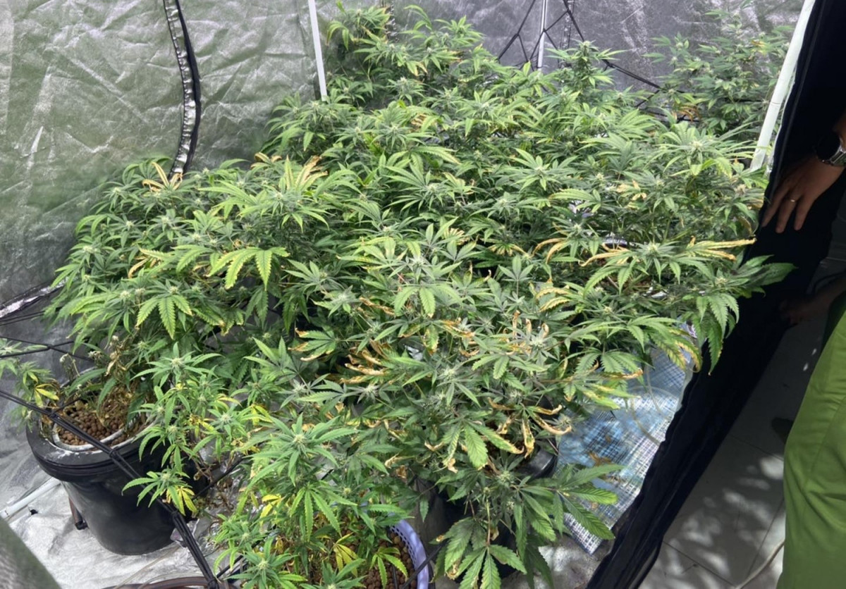 japanese nationals caught growing cannabis plants in da nang picture 1