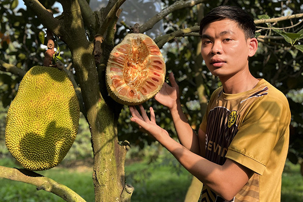 Chàng sinh viên trồng 2ha mít ruột đỏ, thu nhập nửa tỷ đồng/năm