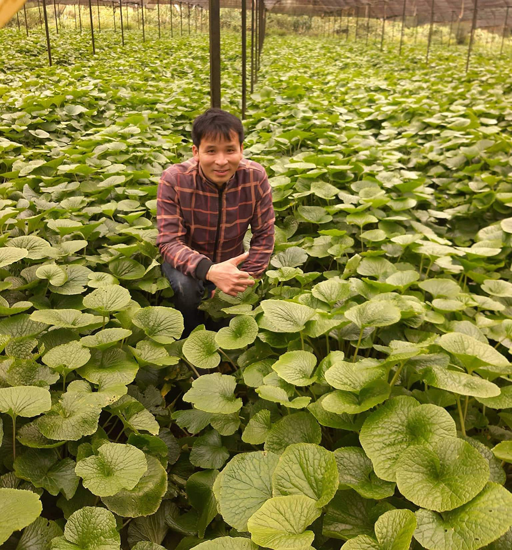 Trồng cây wasabi, anh nông dân ở Đà Lạt nhổ củ bán 6 triệu đồng/kg