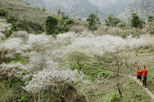 Mùa hoa mận nở trắng cổng trời Mường Lống, cảnh đẹp như 'tiểu Sa Pa ở Nghệ An'