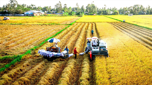 Agricultural sector targets attracting 25 billion USD in FDI by 2030 hinh anh 1