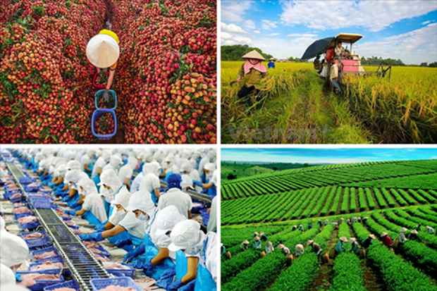 Agricultural sector targets attracting 25 billion USD in FDI by 2030 hinh anh 2