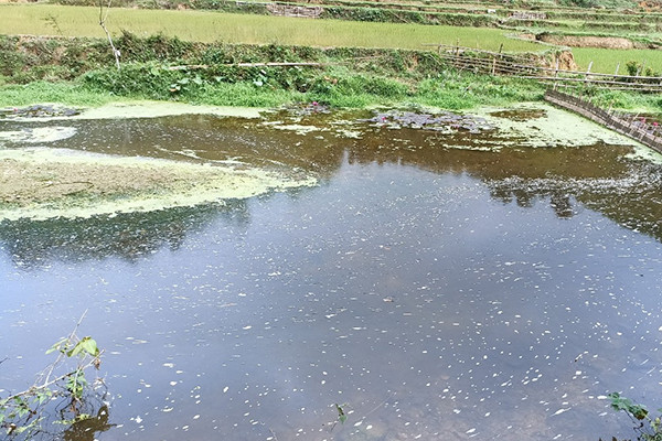 Cá chết bất thường ở Thanh Hóa do thay đổi đột ngột nguồn nước