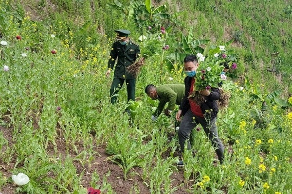 Phát hiện hơn 3.000 cây thuốc phiện trồng xen lẫn rau cải trên nương ở Điện Biên