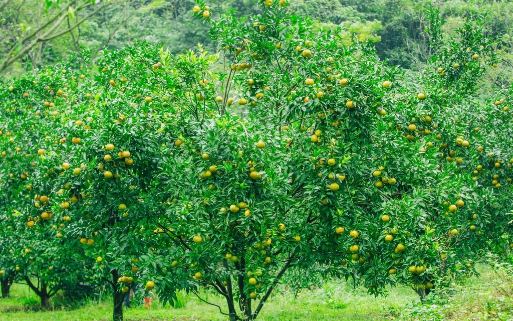 Nông dân làm giàu từ phát triển “đặc sản