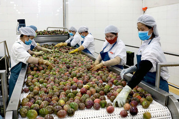 Qua thời ‘đua sản lượng’, trái cây Việt bước vào cuộc chơi mới