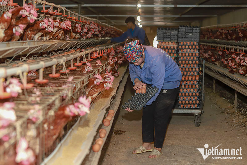 Chủ trại gà đẻ tiết lộ thời điểm giá trứng gia cầm rẻ nhất năm