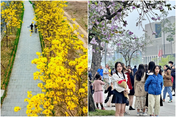 Người Hà Nội nô nức đi săn mùa hoa tháng 2 rực rỡ sắc màu