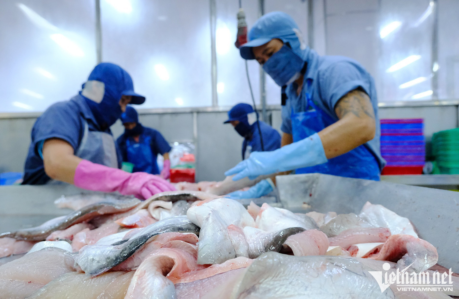 Một tháng thu về chưa đến 10 triệu USD, xuất khẩu cá tra sang Mỹ giảm kỷ lục