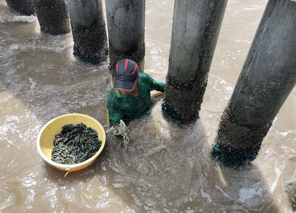 Odd job: green mussel harvesting