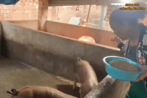 Chồng băm bèo, ca sĩ Siu Black cho đàn heo ăn thoăn thoắt