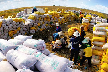 Thu mua 10.000 tấn gạo cần 150-200 tỷ, doanh nghiệp thế chấp hết tài sản vẫn thiếu vốn