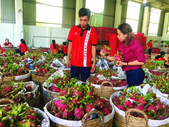 Vietnam seeking stable, sustainable outputs for produce