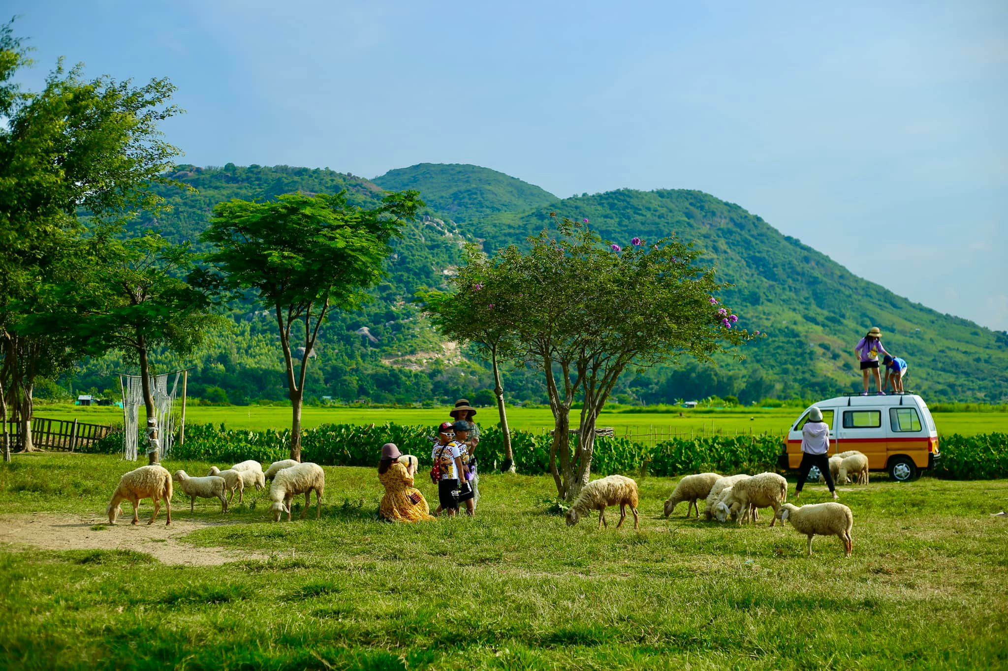 Nhóm bạn trẻ bỏ phố về quê làm chốn du lịch xanh mát, chăn đàn cừu 120 con ở Khánh Hòa