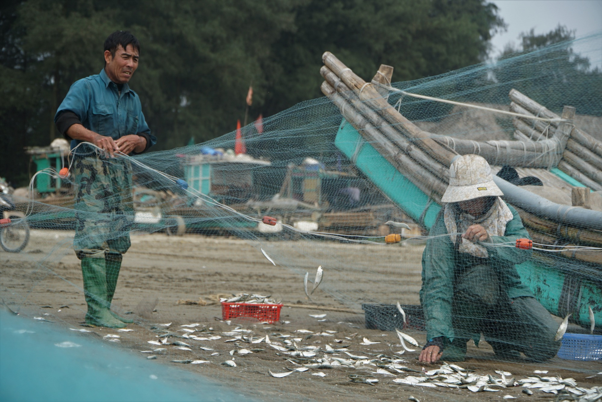 Cá trích vào mùa, ngư dân Thanh Hóa kiếm tiền triệu mỗi ngày