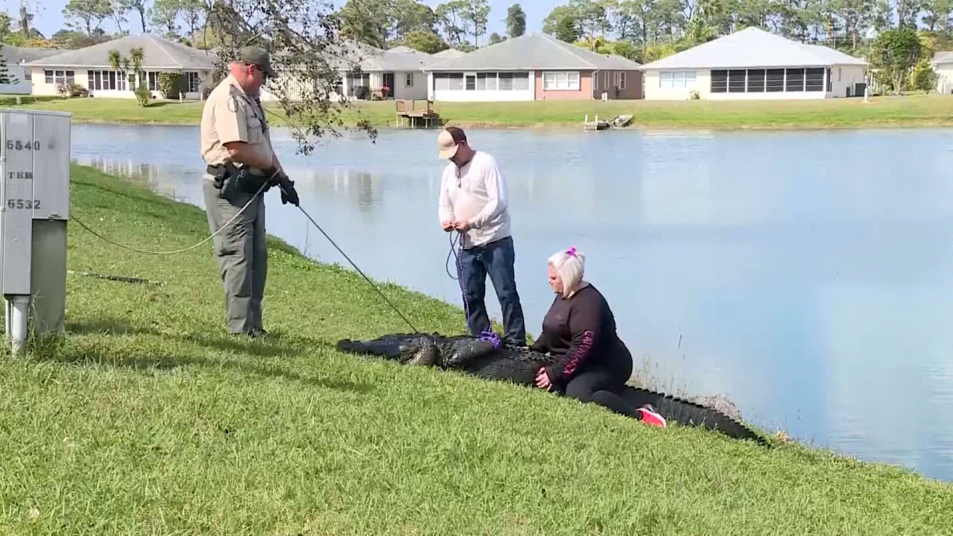 Đang đi dạo, cụ bà bất ngờ bị cá sấu kéo xuống hồ nước