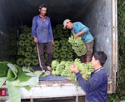 Vietnam’s dragon fruit, banana, durian exports target US$2 billion in 2023