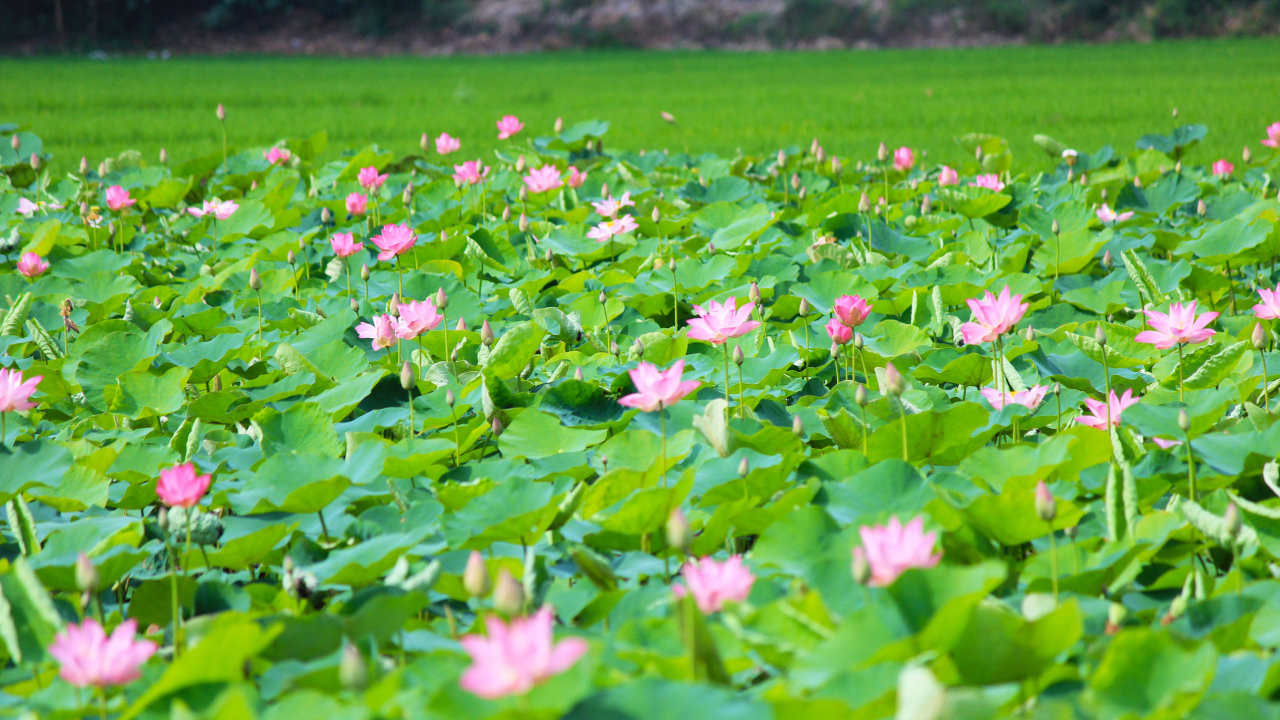 Đồng Tháp khai thác phát triển du lịch gắn với sen
