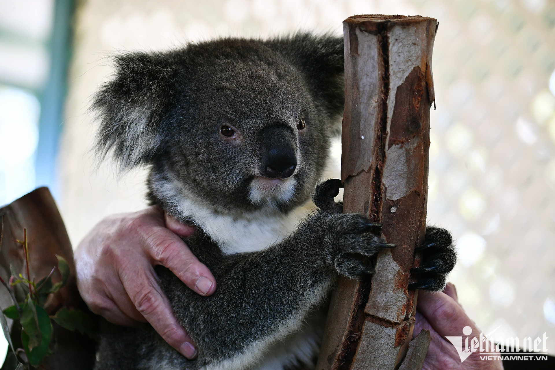 Đến miền Tây Australia chơi đùa với rắn, ôm gấu koala