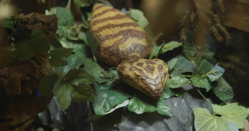 Lễ hội Nhật Bản treo thưởng 10.000 USD để bắt sinh vật huyền thoại giống rắn