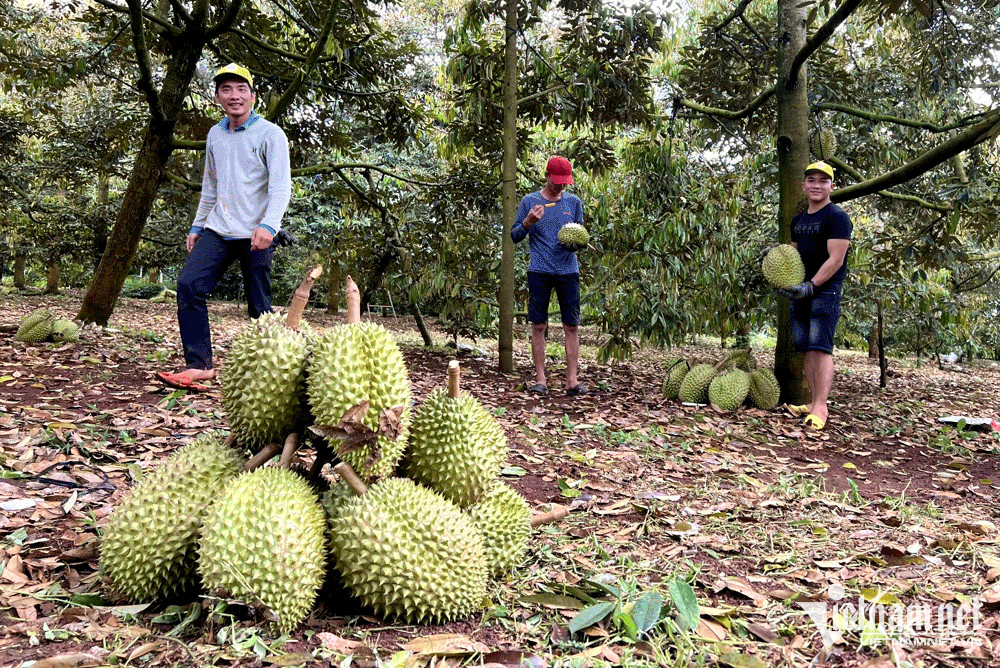 Sầu riêng phát triển quá 'nóng', Bộ lại chỉ đạo khẩn