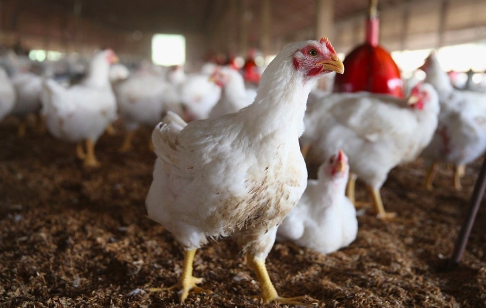 Cúm gia cầm lan rộng ở châu Á và châu Âu