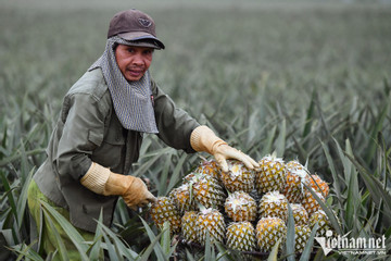 Quality, not quantity should be emphasis in VN fruit industry