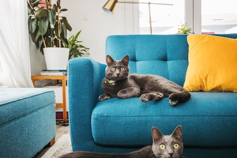 Cứu đồ nội thất khỏi móng vuốt của mèo