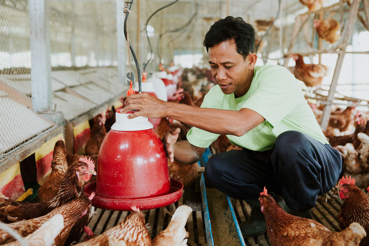 Campuchia có ca tử vong do nhiễm cúm H5N1, Viện Pasteur TP.HCM ra chỉ đạo khẩn