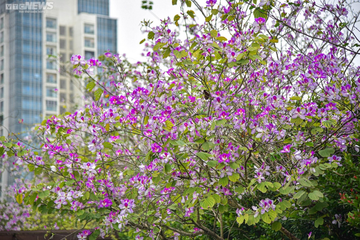 foreigners excited to discover flower road in hanoi picture 3