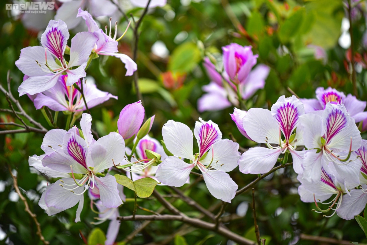 foreigners excited to discover flower road in hanoi picture 4