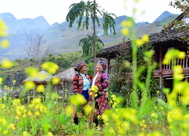 Golden mustard flowers welcome spring in Ha Giang rocky plateau