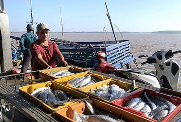 Triển khai '180 ngày hành động' chống khai thác IUU