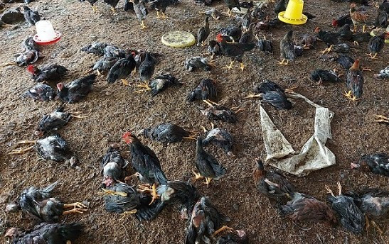 Nâng cao chất lượng nguồn lực đảm bảo phát triển chăn nuôi an toàn